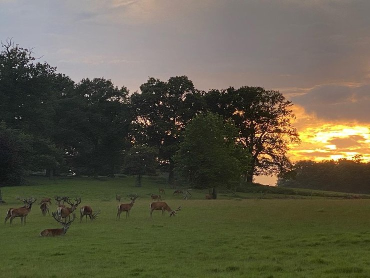 Олени, поместье, Чарльз Спенсер