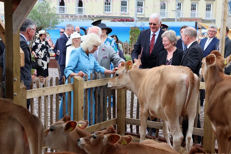 королева Камилла, коровы, люди