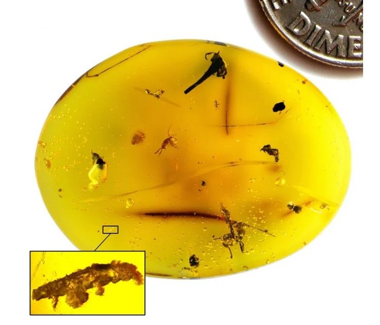 тихоходка, древняя тихоходка, новый вид, янтарь