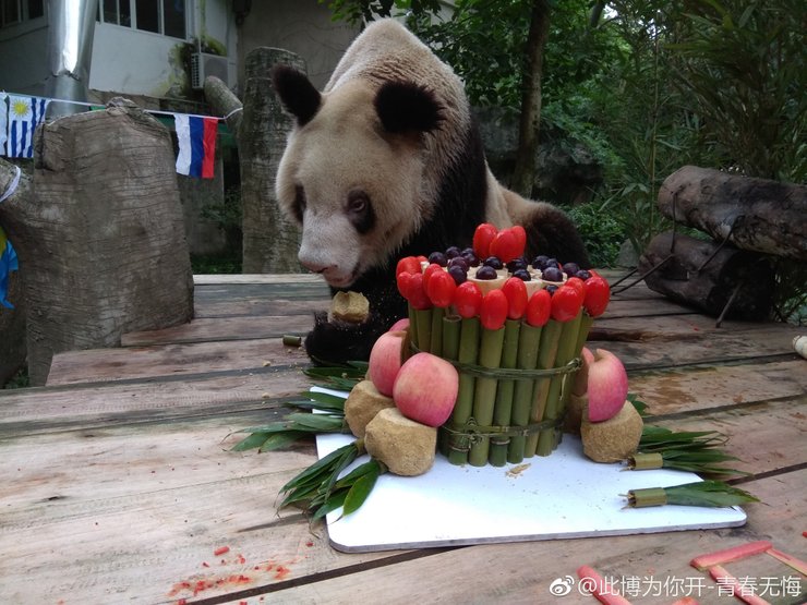 Панда Синь Синь, 38 день рождения, панда, самая старая панда в мире