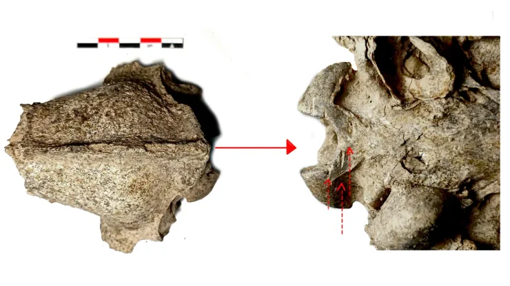 Ученые исследовали кости собак