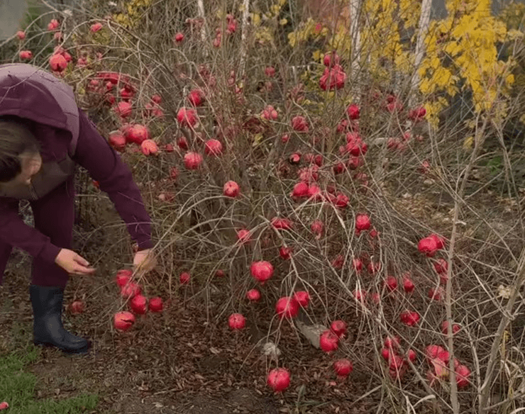 Как вырастить гранат дома