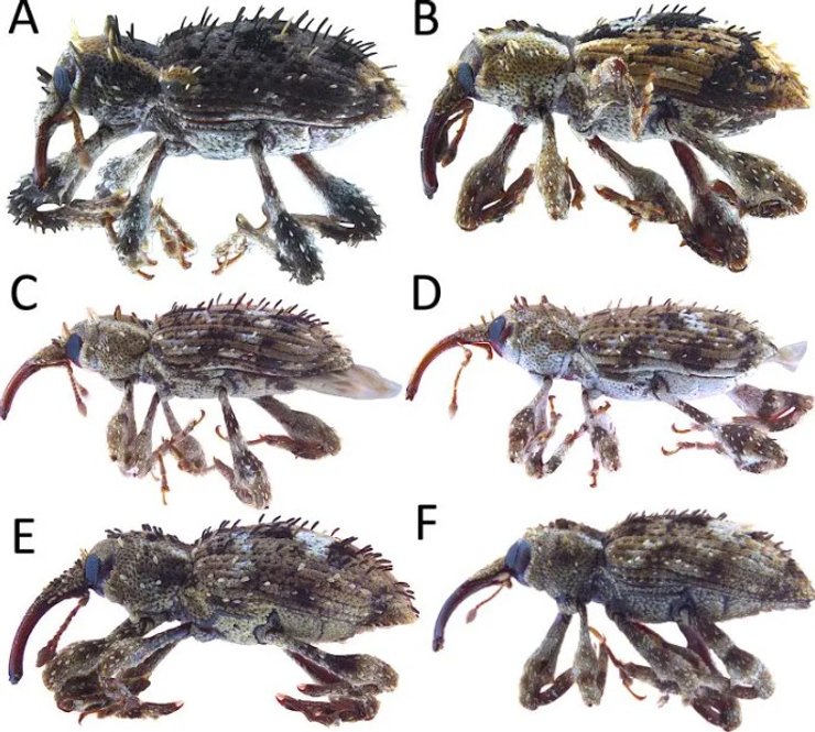 види довгоносиків