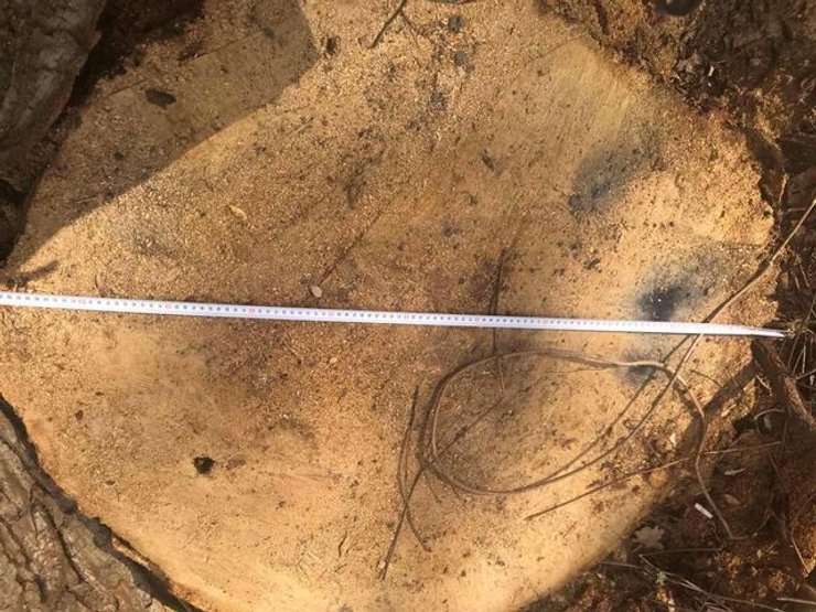 киев, голосеевский парк, дубы, деревья