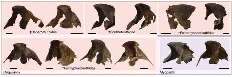 Зразки дзьобів кальмарів у стародавній породі
