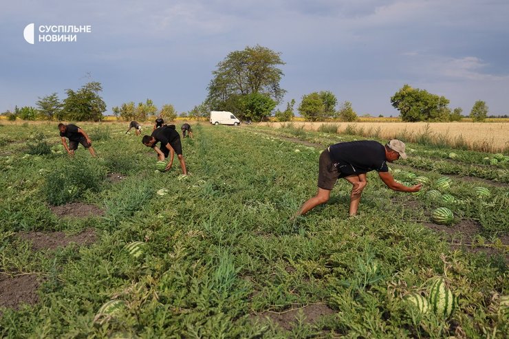 Фермерське господарство Роксолана збирає кавуни у Херсонській області попри виклики війни