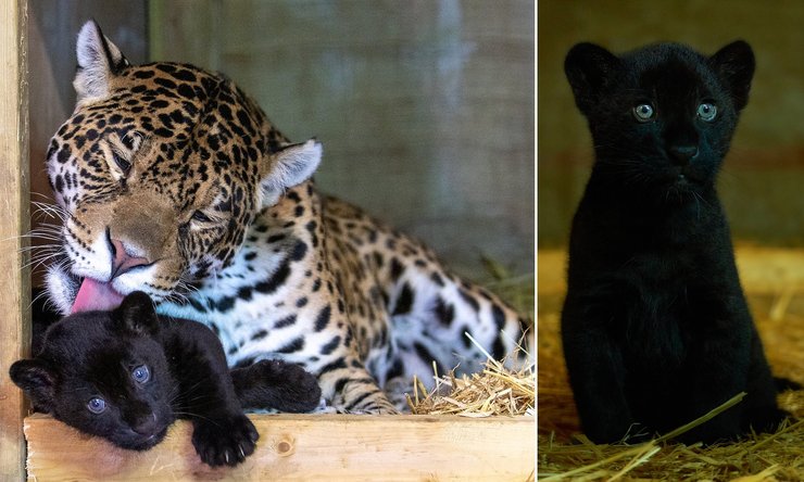 ягуари, великі кішки