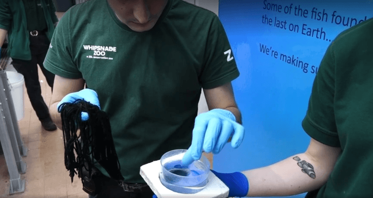 рыба-боксер, икра, икринки, транспортировка, зоопарк, Уипснейд, Whipsnade