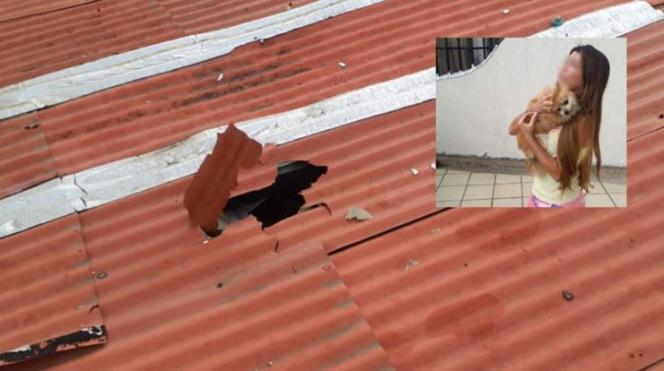 Собака выпал с 12 этажа и выжил, как ему это удалось, спасение песика, померанский шпиц, курьезы