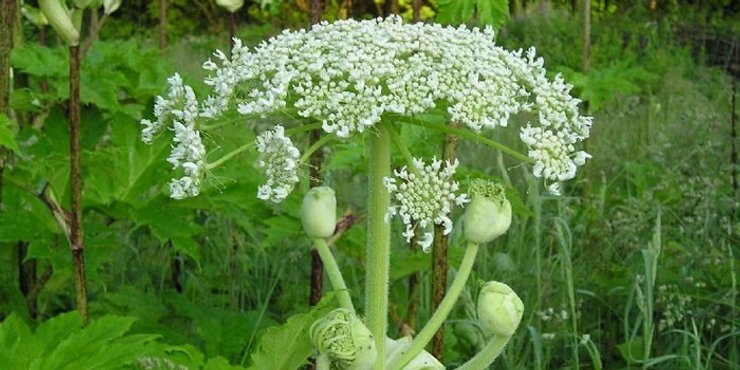 растение, отравление, яд, норко