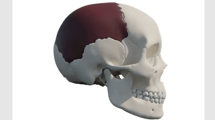 находка, расческа, история, исследование