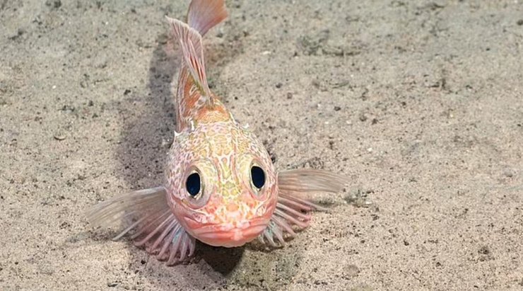 скорпена океан