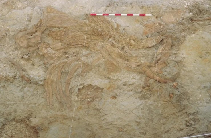 мамонт окаменелость