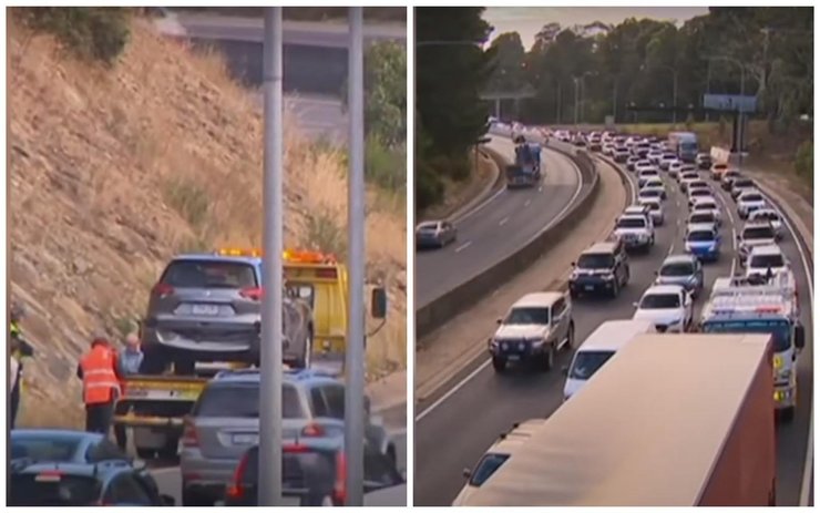 Австралия, коала, дтп, руль, водители, пассажиры