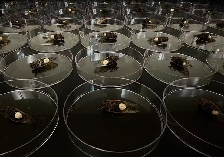 цикади грибок, грибок цикади, грибок цикади