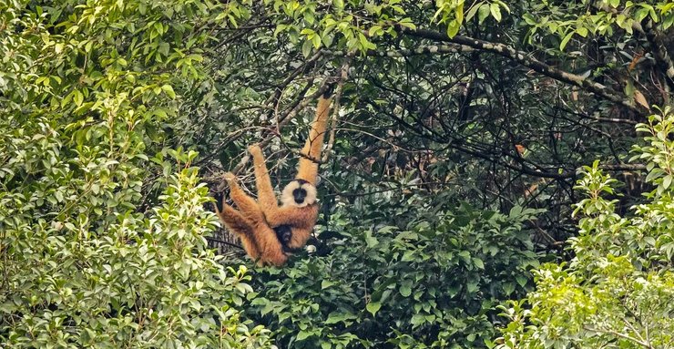 каовит гиббон