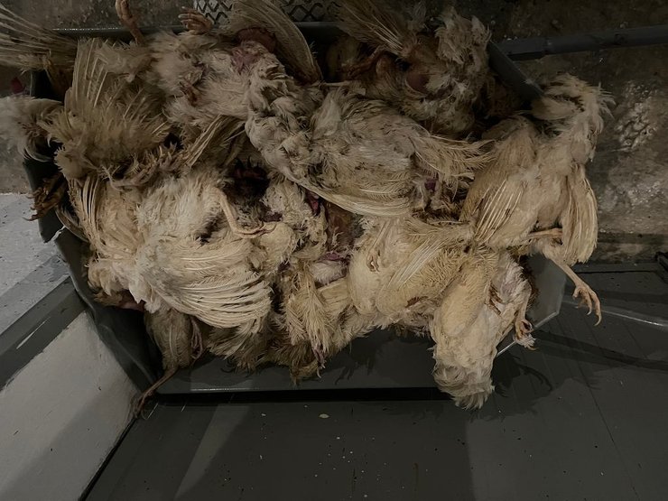 Реальність розведення курей-несучок на птахофабриці Woźniak у Великопольщі - фото: Оксана Осадчук, Олександр Аскірка