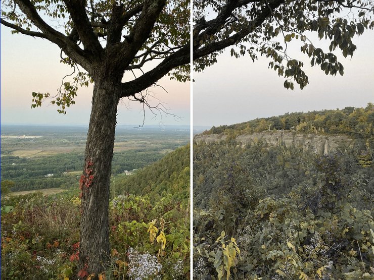 природа, дерево, листья, кусты, фото