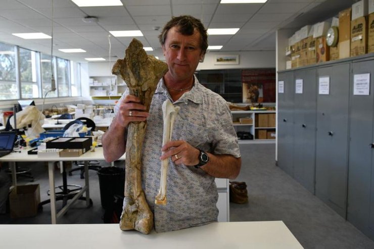 кістки дроморнітид та ему