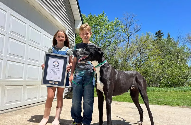 Самая высокая собака в мире по версии Книги рекордов Гиннеса, Кевин, рекорды, титулы, достижения, животные