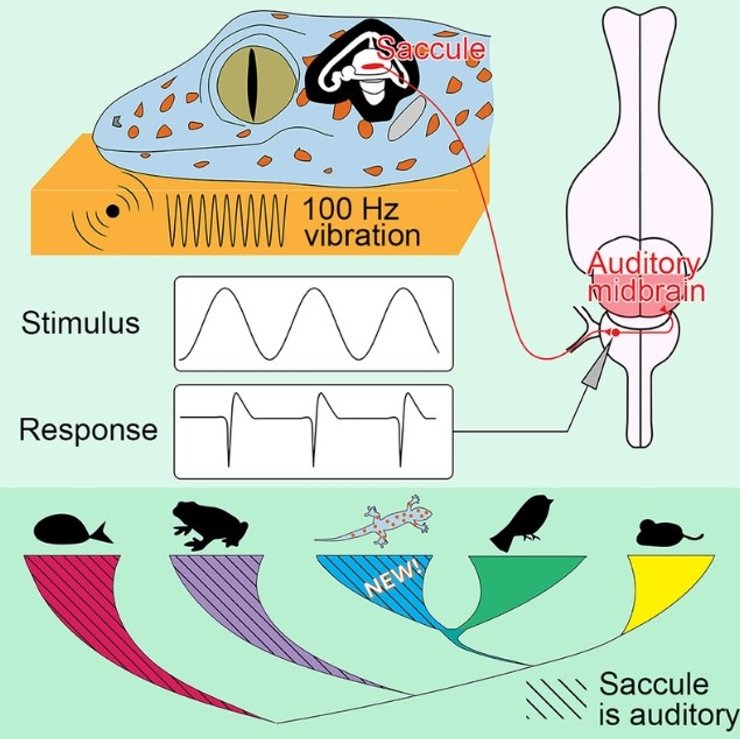 геккон мозг, мозг геккона, геккон слух