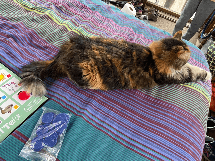 Кошка семья семья лагерь