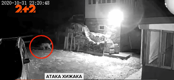 волк село двор ночь ворохта