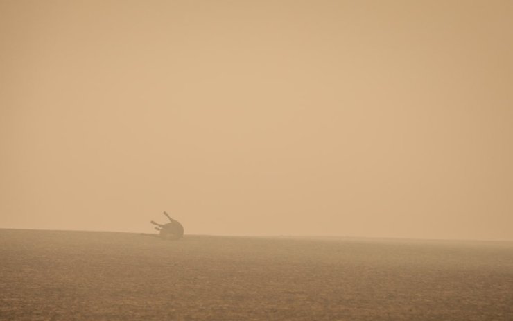 пожары в Австралии, животные в Австралии