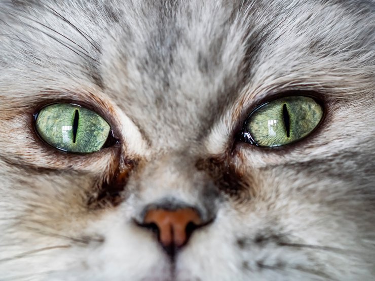 глаза кота, глаза кошки, кошка, кот, кот, коты