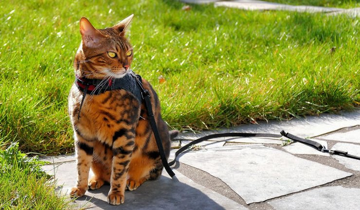 кот на поводке