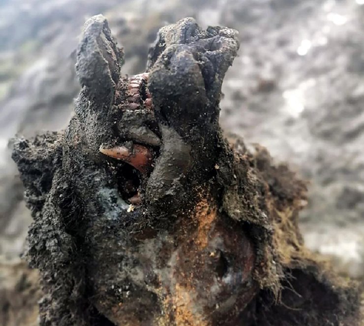 мумия пещерного медведя, фото, открытия 2020