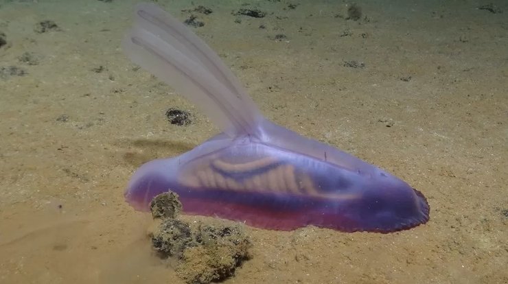 мармеладна білка