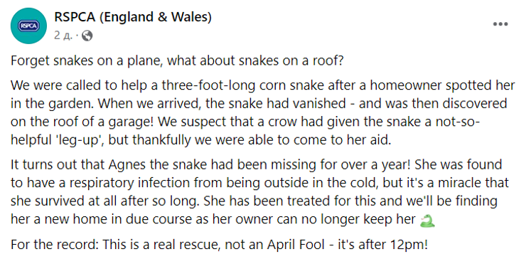 Ворона підкинула власникам змію, яка зникла рік тому, знахідки, домашні улюбленці, рептилія, курйози, фото