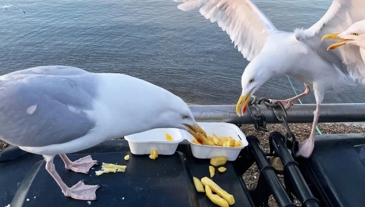 чайки еда фастфуд