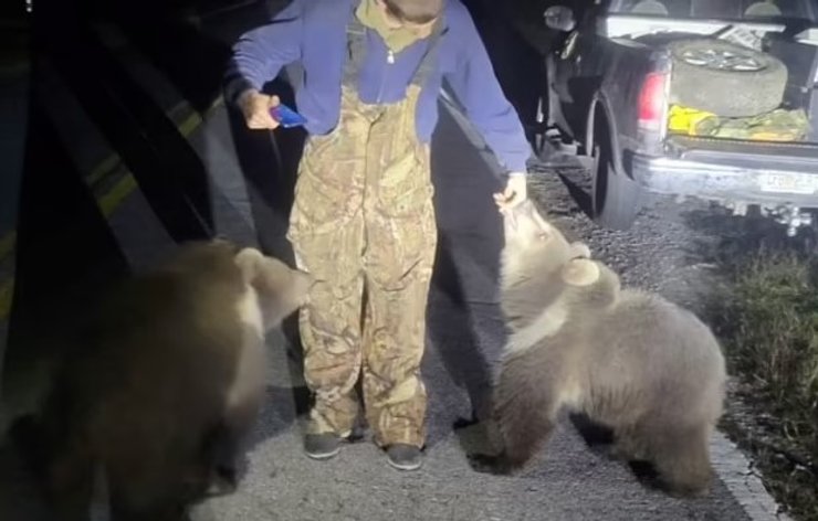 медвежата флорида