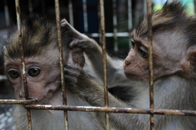 Експерименти над приматами у США є частиною глобальної торгівлі тваринами