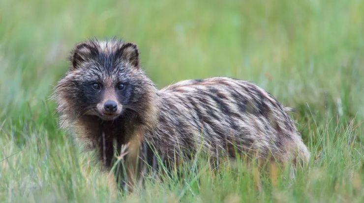 В Великобритании объявили в розыск странное существо, это собака с головой енота, все подробности