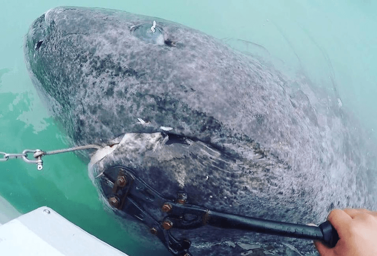 500-річна акула, акула, напівсліпа акула, гренландська акула, Карибське море, узбережжя, дослідження