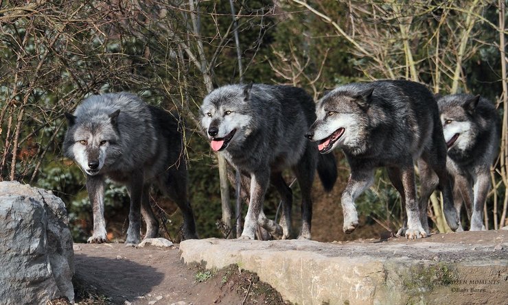 волки, собаки, стая