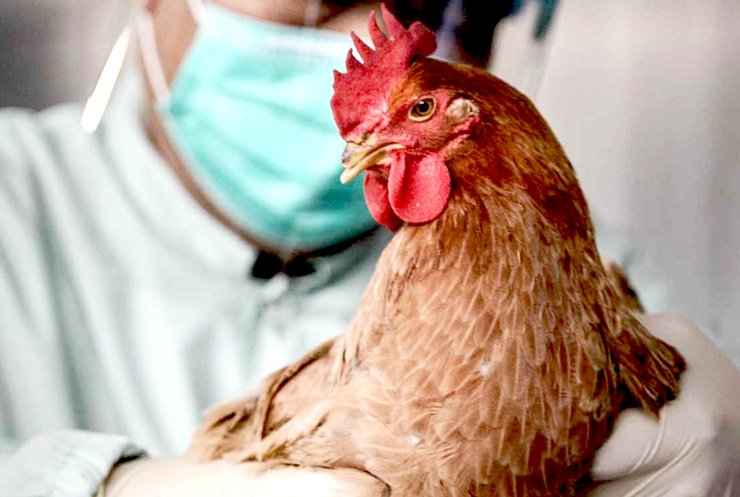 птичий грипп, h5n8, новый штамм, заражение, птицефабрика, россия