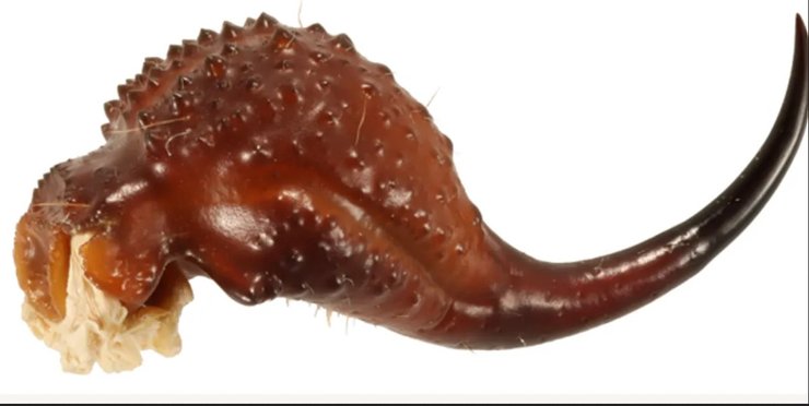 скорпіон жало