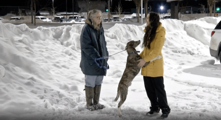 чи може лось напасти на людину, чи може напасти лось, лось напав на людину що робити, якщо зустрів лося в лісі, зустріти лося, прикмета, як відлякати лося від міста, як врятуватися від лося, що робити, якщо напав лось, як лось захищається від ворогів, Чи небезпечні лосі, напад диких тварин,