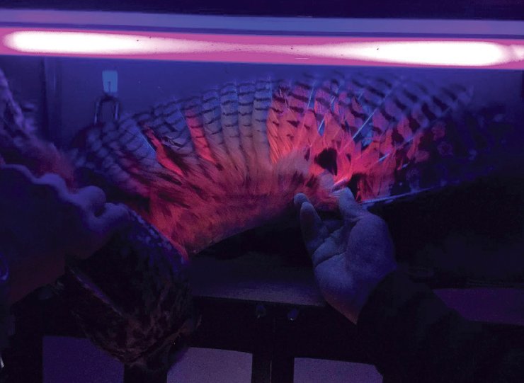 ушастая сова