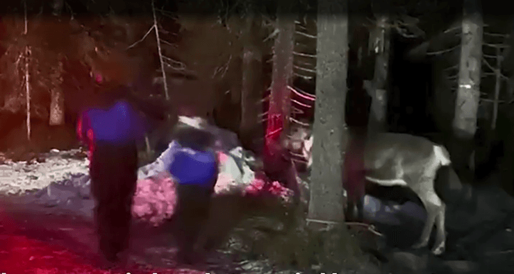 северный олень, привязанный олень, Куусамо, Лапландия, Финляндия