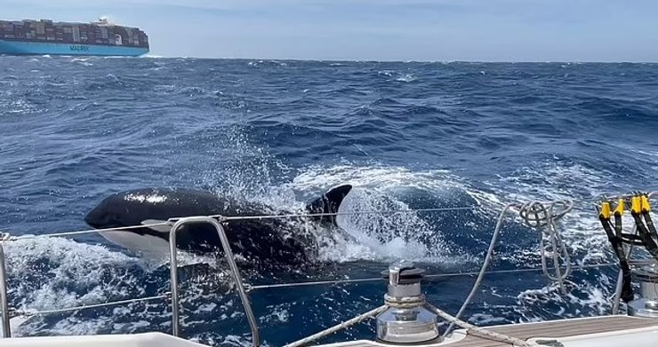 косатка нападение океан