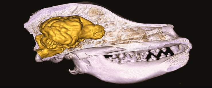 мрт черепа собаки, кт черепа