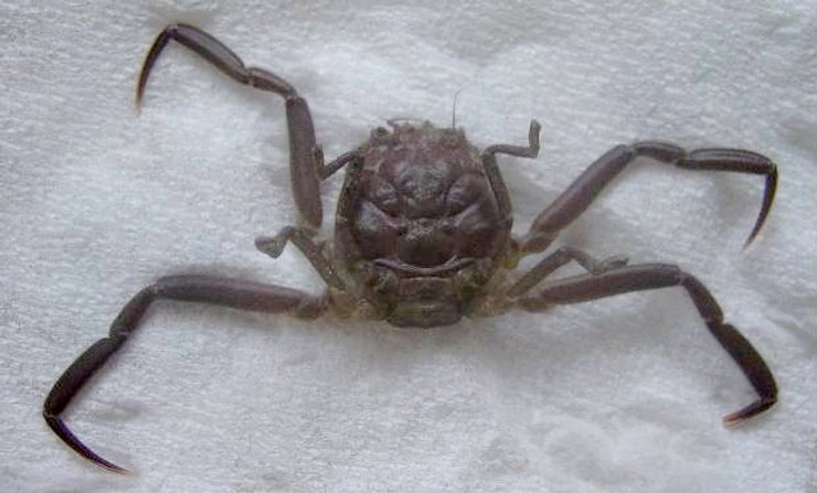 Парейдолія, краб-самурай