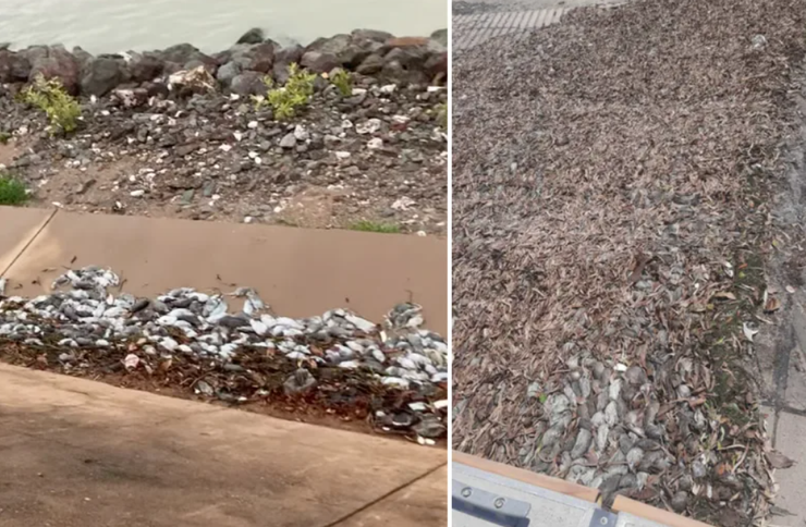 Щурі в Карумбі, Австралія, Квінсленд, щуряча чума, гризуни, надзвичайна ситуація