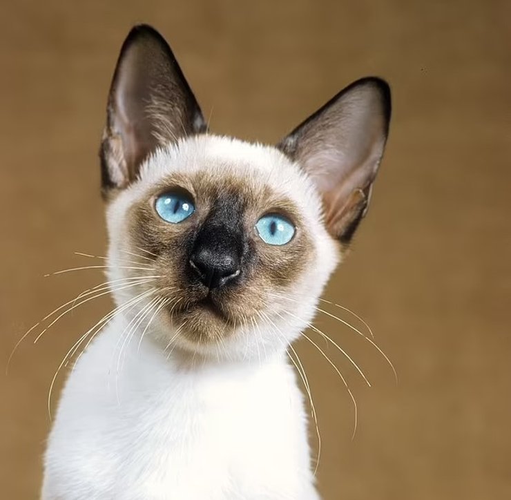 сиамская кошка