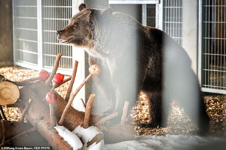 "Самый одинокий медведь"